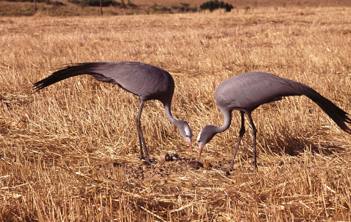 pair-of-blue-cranes-on-wheatfield-with-chick