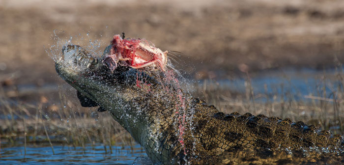 Botswana-Crocodile-Cat-Fish