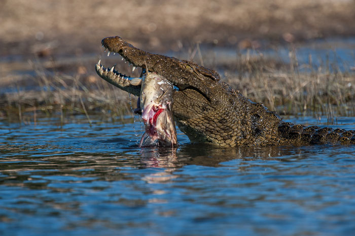 Botswana-Crocodile-CatFish-guts