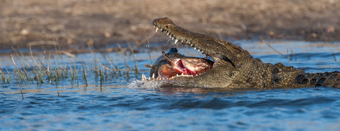 Crocodile-Cat-Fish-Mouth-Meal