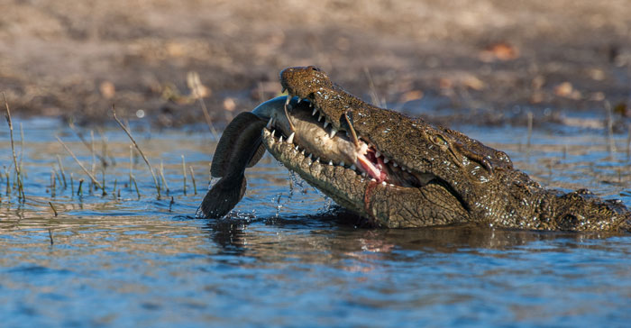 Crocodile-CatFish-jaws-Chobe