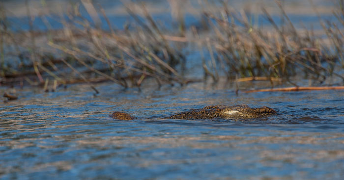 Crocodile-Chobe-River