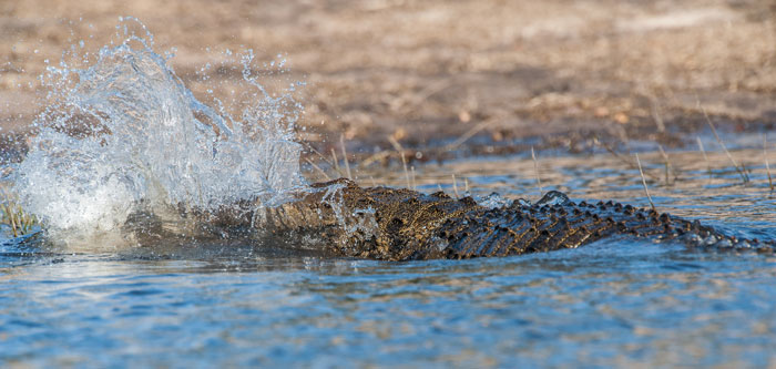 Crocodile-hunting-splash