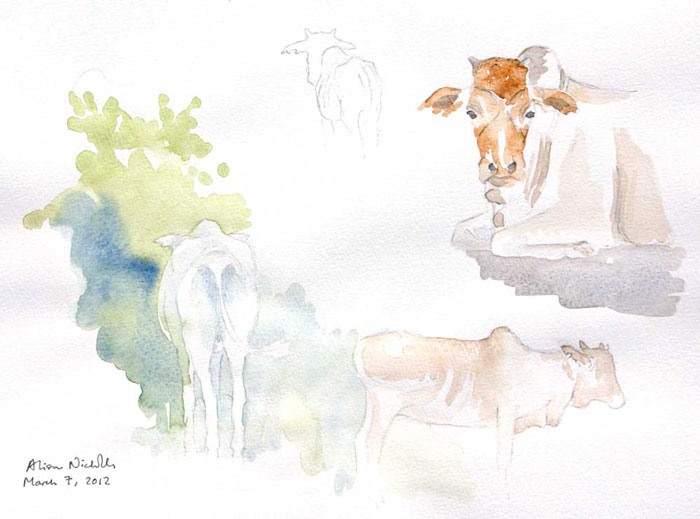 Cattle, watercolor field sketch. Sketching cattle while they are resting helps me become familiar with their body shapes.