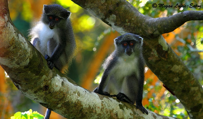 Samango monkeys © Megan Loftie-Eaton 