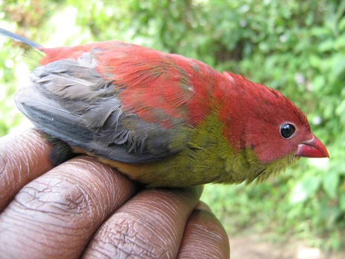 Ever since 2008 this was the only known photograph of a Shelley’s crimsonwing in the world. © http://www.gorilla.org