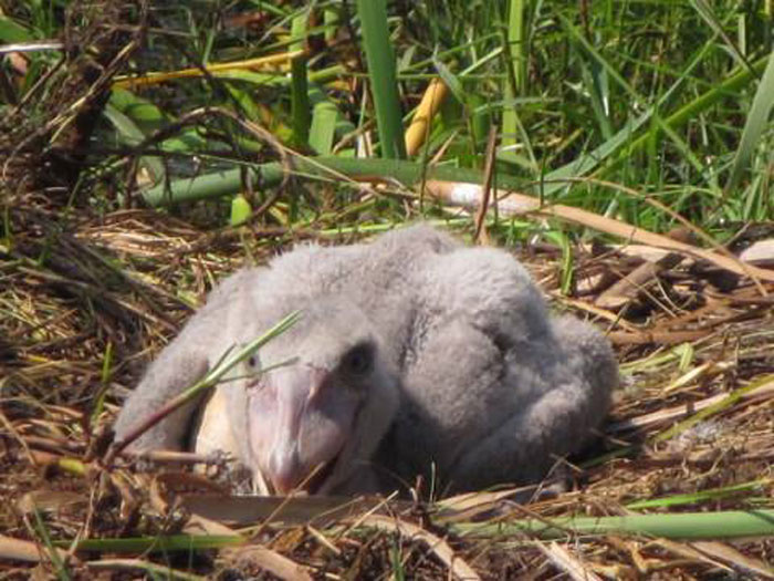 Shoebill-Stork-chick-Zambia