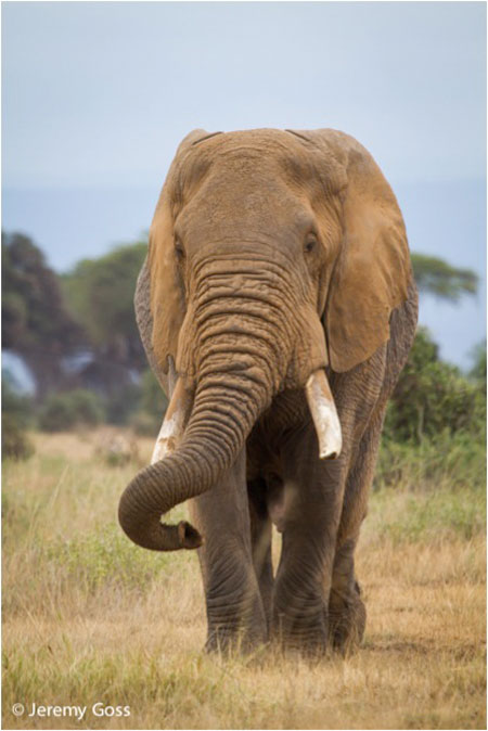 Bull elephants are the most frequent crop raiders, and are also quicker to habituate to scaring tactics, making them harder to deter