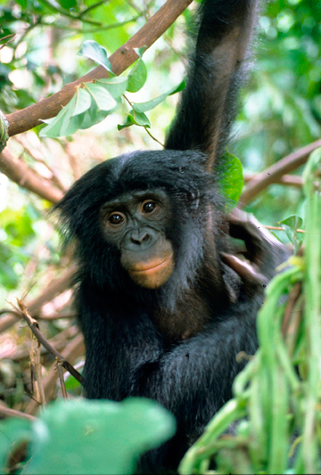 A bonobo such as this one could have transported Ebola Zaïre unintentionally from the DRC to Guinea, setting off the epidemic. Photo: Karl Ammann. 