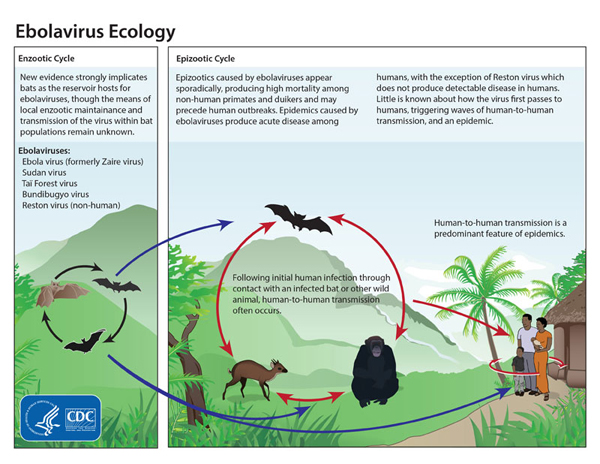 Bats are thought to be reservoirs of Ebola and are not affected by it. They pass it on to other animals, in turn infecting humans through bush meat processing. Courtesy, Centers for Disease Control.
