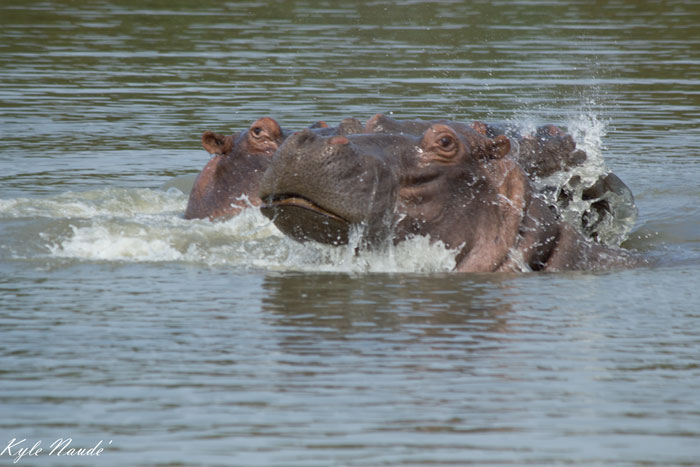 Hippos-at-Middel-dam