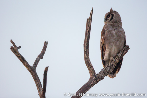 A young giant eagle owl just after sunset.