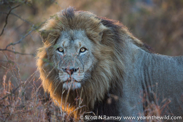 Bumped into this beautiful male lion early one morning. He was moving quickly too, no doubt looking for a meal