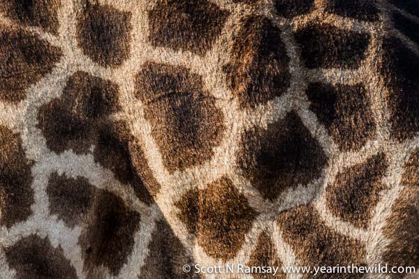 Giraffe textures.