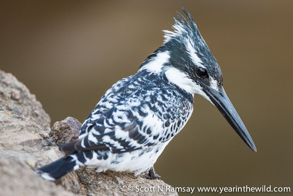 A pied kingfisher looking for a meal.