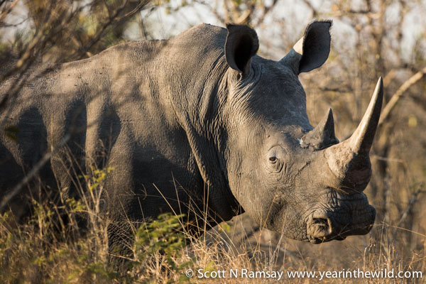 White rhino. Let's hope these peaceful creatures will still be here in similar numbers in 100 years.