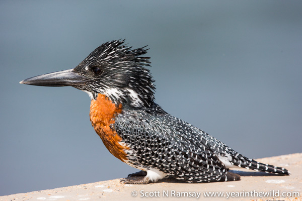 A giant kingfisher, on the Lower Sabie bridge.