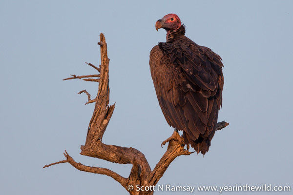 A lappet-faced vulture...these birds - listed as "vulnerable" - can reach 8 kg with a wingspan of 2.8 metres. Note the huge bill, which it uses to establish dominance over all other vulture species when scavenging. These birds have been known to have ranges of more than 1 000kms.