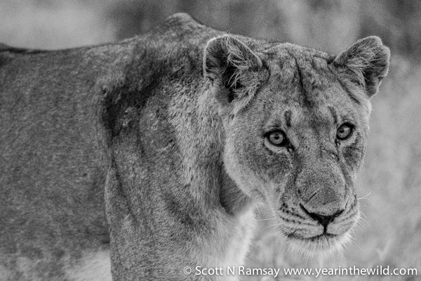 A lioness, with a look of intent. Sometimes, I wish I knew what animals were thinking.