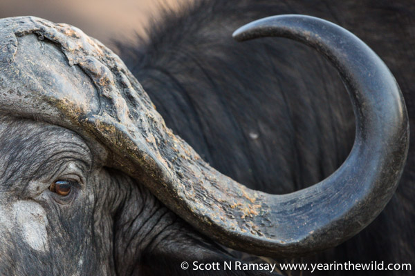Cape buffalo. t Those horns are not to be messed with!