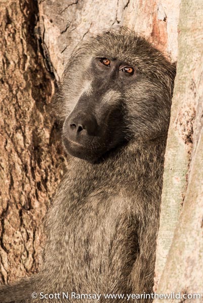 A dominant male baboon, keeping watch from a fig tree while enjoying the early morning sun.