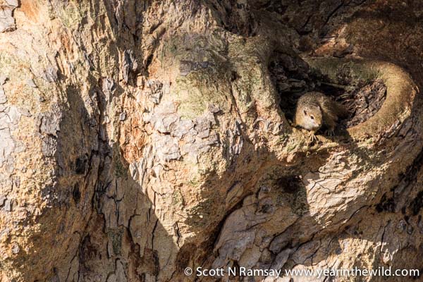A tree squirrel, emerging from his sleeping place in a huge sycamore fig tree.