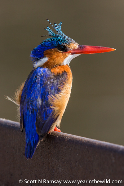 Malachite kingfisher perched on one of the river weirs. His crest feathers were blown upwards by the breeze.