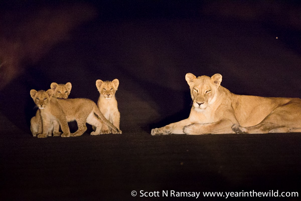 We saw these three cubs and lioness on the road during a night drive at Biyamiti Camp with guide Bridgeman Zulu, who was excellent. The lions were lying on the warm road, but the cubs were very skittish, and Bridgeman reckoned that they were still very young, and so unaccustomed to vehicles.