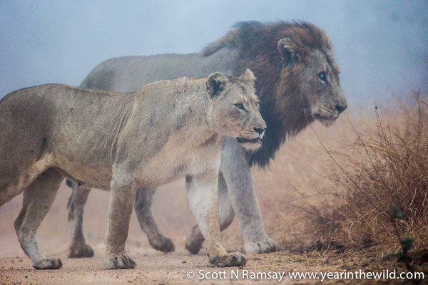 On patrol: a big male and his lioness near the Biyamiti River.