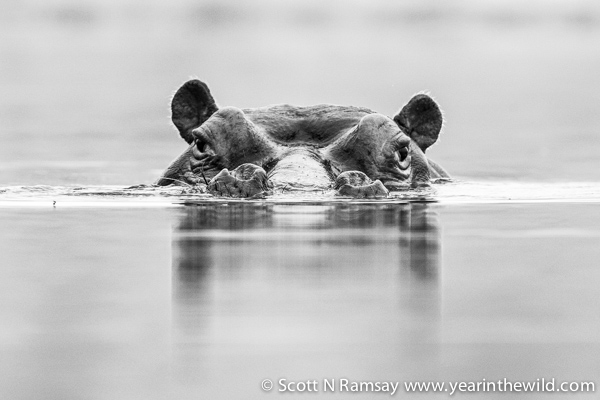 Too close, too personal. This hippo was a few meters from me at one of the pools on the Biyamiti River.