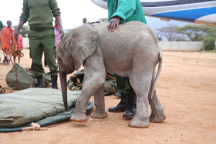 Murit-baby-elephant-Kenya-David-Sheldrick-Wildlife-Trust
