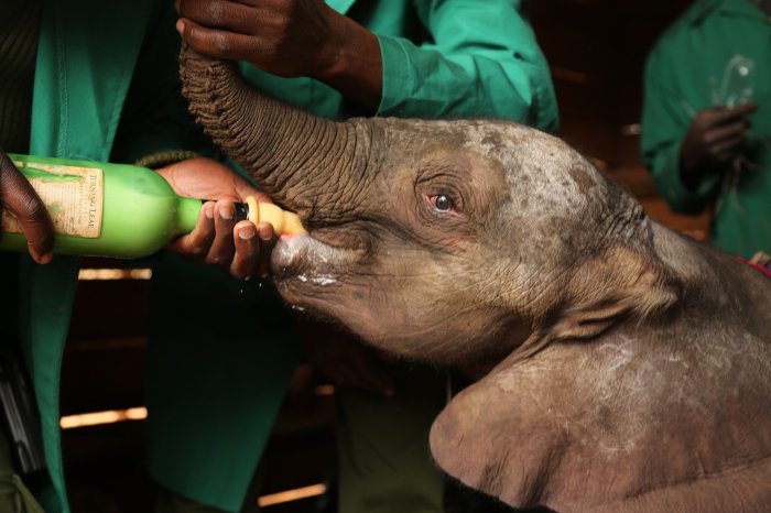 Ndotto-baby-elephant-milk-David-Sheldrick-Wildlife-Trust