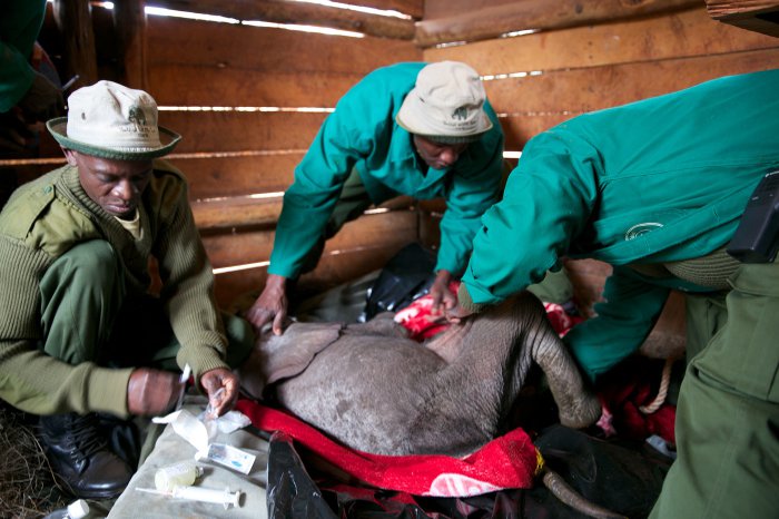 Ndotto-elephant-medical-care-David-Sheldrick-wildlife-trust