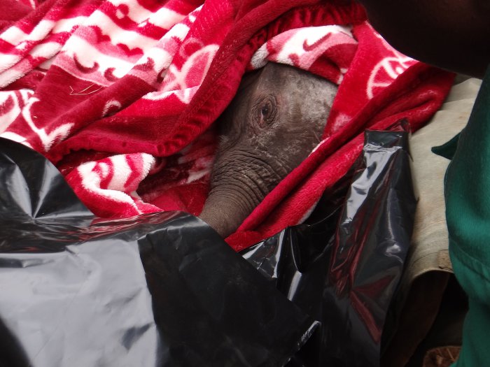 Ndotto-elephant-rescue-in-blanket