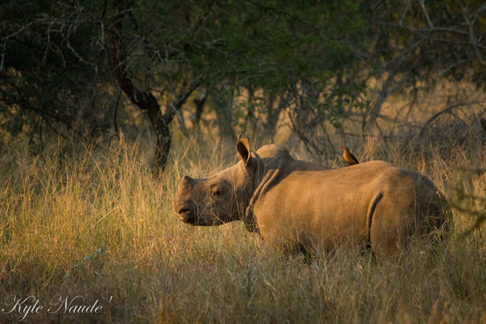 Rhino-Calf-&-Oxpecker