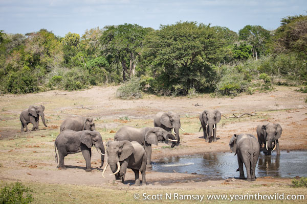 Probably the best place in South Africa to see big bull elephants - Mahlasela waterhole at Tembe.