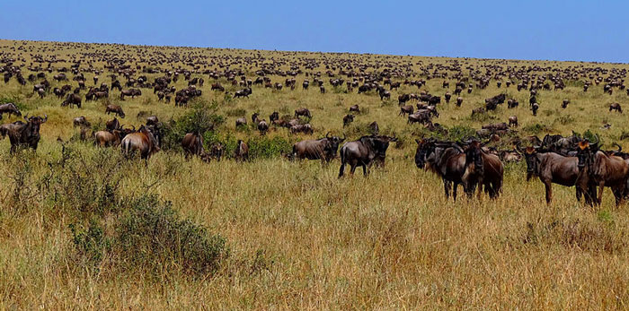 Numerous wildebeest photographed after having crossed the river Mara from Serengeti to the Mara. © Uspn