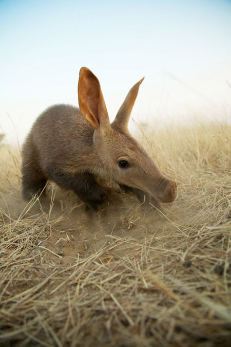 baby-rescued-aardvark