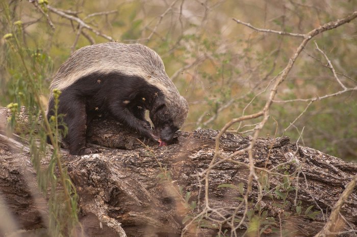 A Honey Badger After Some Honey - Africa Geographic