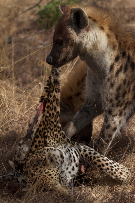 hyena-eating-leopard