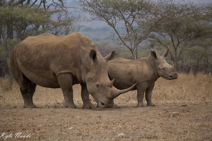 rhino-Mom-and-Calf
