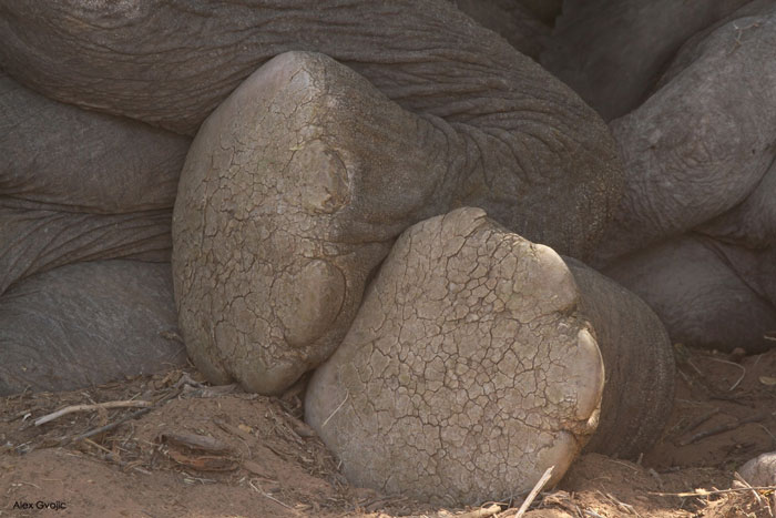 Desert-Elephant-Feet