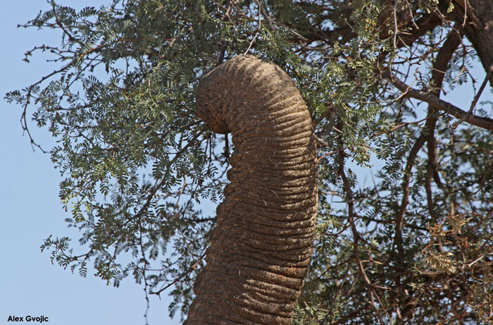 Desert-Elephant-Trunk-detail