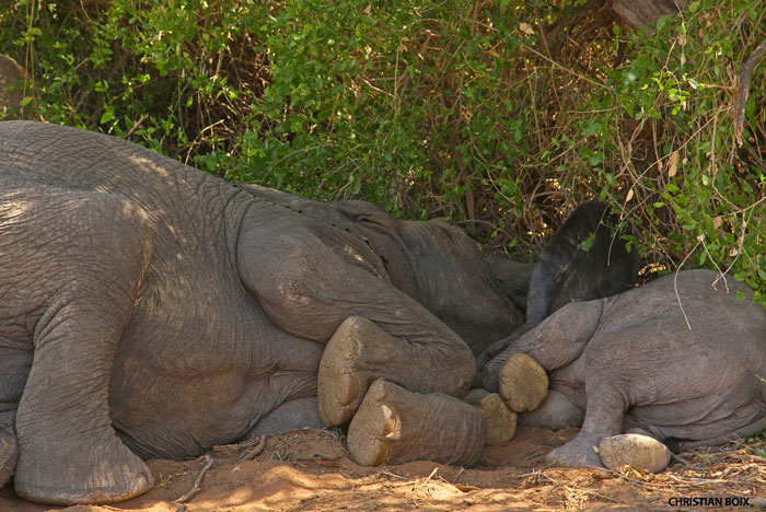 Desert-Elephant-mother-and-baby-resting