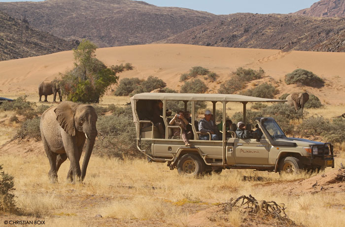 Desert-Elephant-on-the-move