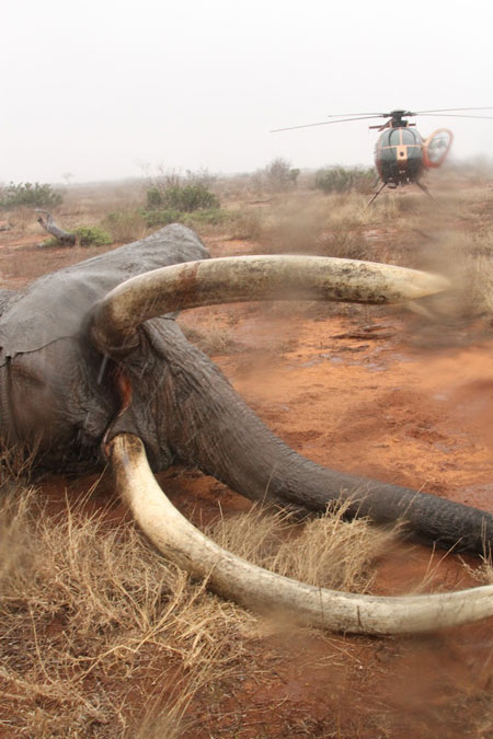 Elephant-Tsavo-David-Sheldrick