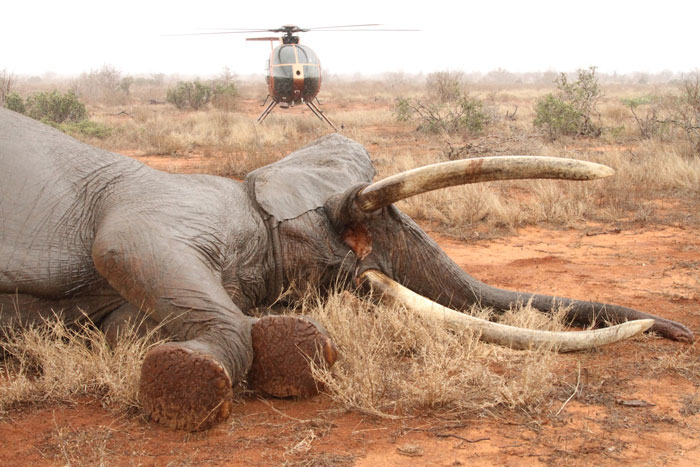 Elephant-bull-Tsavo-David-Sheldrick