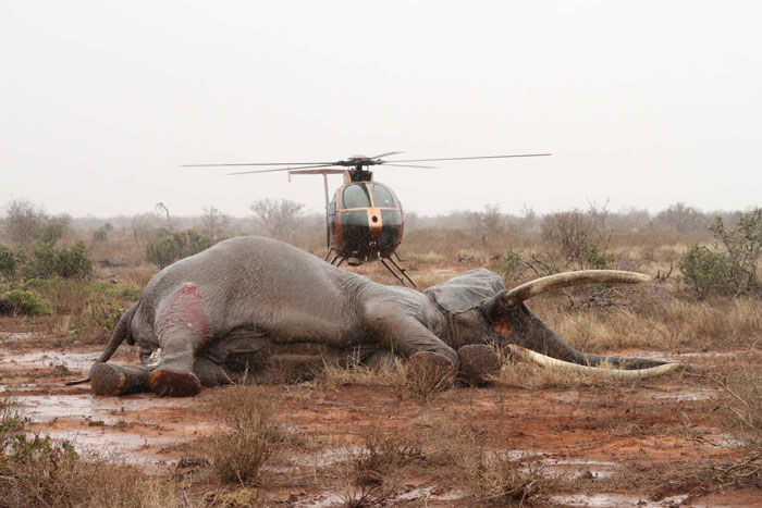 Elephant-bull_Tsavo_helicopter