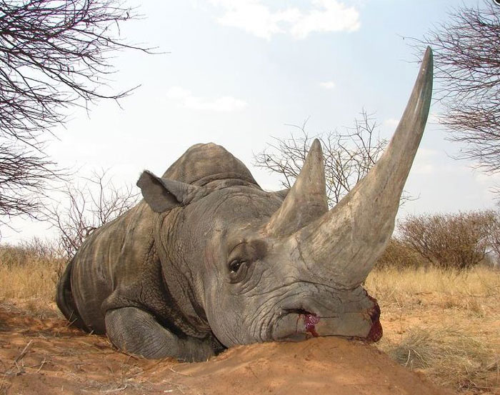 A hunted rhino displayed on one of the buyers’ websites.