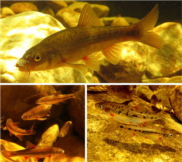 Redfin species from the Breede and Berg River systems including the giant redfin P. skeltoni (top, © Craig Garrow), the Berg River redfin P. Burgi (bottom left, © Jeremy Shelton) and the Breede River redfin P. Burchelli (bottom right, © Jeremy Shelton)